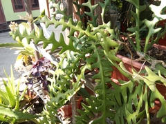 Selenicereus anthonyanus