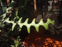 Selenicereus anthonyanus