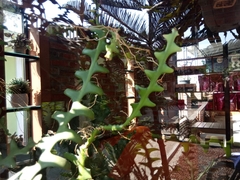 Selenicereus anthonyanus