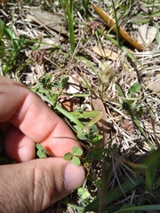 Trifolium carolinianum