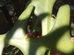 Selenicereus anthonyanus