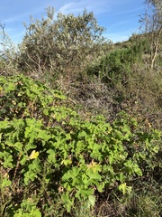 Pelargonium vitifolium