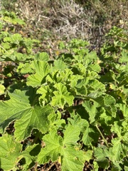 Pelargonium vitifolium