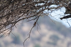 Melaenornis semipartitus