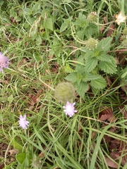 Knautia arvensis