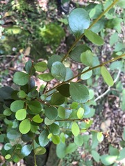 Planchonella cotinifolia