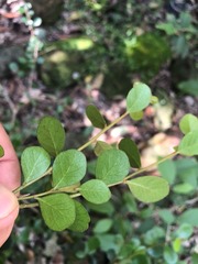 Planchonella cotinifolia