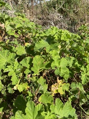 Pelargonium vitifolium