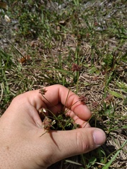 Trifolium carolinianum