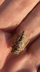 Cicadatra platyptera