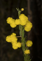 Acacia ruppii