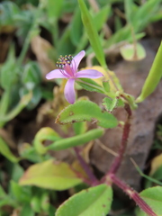Cleome simplicifolia