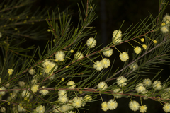 Acacia quadrilateralis