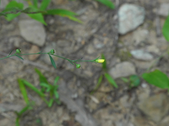 Linum virginianum
