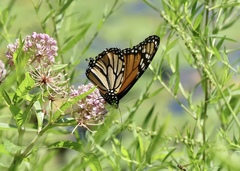 Danaus plexippus