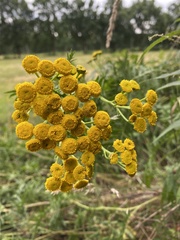 Tanacetum vulgare