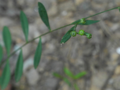 Linum virginianum