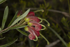 Grevillea banyabba