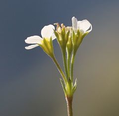 Androsace obtusifolia