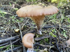 Singerocybe