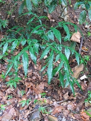 Amorphophallus kiusianus