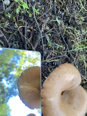 Singerocybe