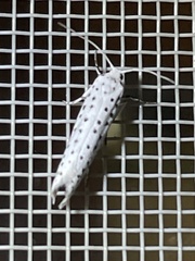 Yponomeuta bipunctellus