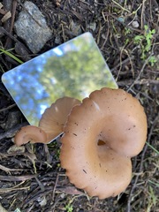 Singerocybe