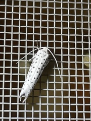 Yponomeuta bipunctellus