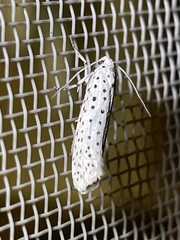 Yponomeuta bipunctellus