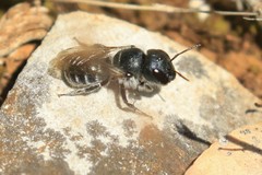 Osmia caerulescens