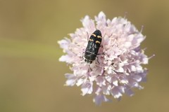 Acmaeoderella flavofasciata flavofasciata