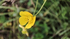 Ranunculus propinquus