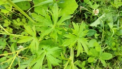 Ranunculus propinquus