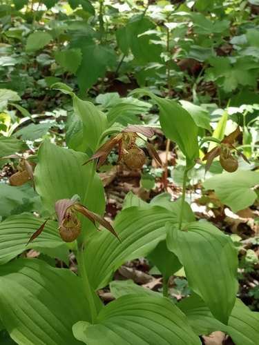 Cypripedium shanxiense, photograph 3