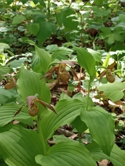 Cypripedium shanxiense, photograph author not stated, no rights reserved
