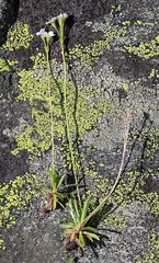 Androsace obtusifolia