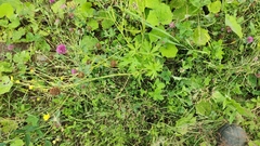 Ranunculus propinquus