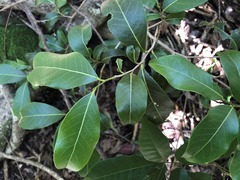 Casearia multinervosa