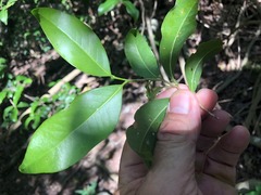 Casearia multinervosa