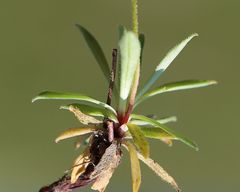 Androsace obtusifolia