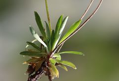 Androsace obtusifolia