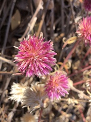 Gomphrena canescens