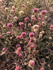 Gomphrena canescens