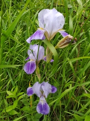 Iris × hybrida