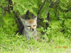 Vulpes bengalensis