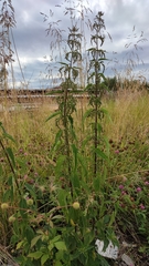 Urtica sondenii