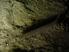 Ammodytidae