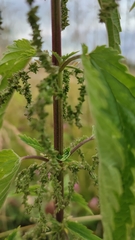 Urtica sondenii