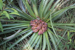 Puya nana